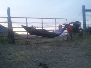 cattle hammock